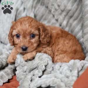 Rusty, Cavapoo Puppy